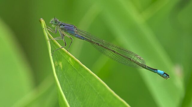 Macro close-up of a slender blue damselfly perched on the tip of a green leaf, with metallic thorax and transparent wings against a soft green bokeh background