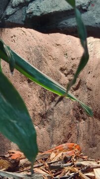 An orange corn snake moves across a sandy and rocky surface in a naturalistic habitat with shadows and green leaves.