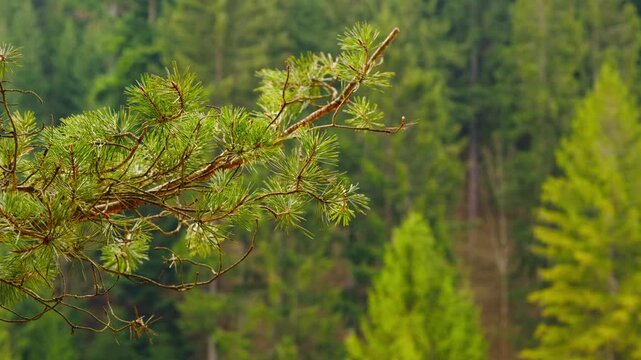 Pine tree branch swaying gently in the morning sunlight during a light breeze in the forest