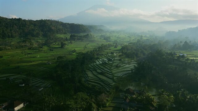 The green natural pattern of lush rice paddy fields in Bali. Sustainable agriculture in Balinese countryside