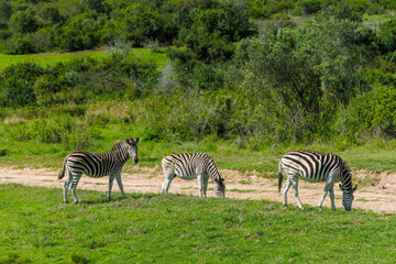 Obraz premium Zebra herd on safari in South Africa