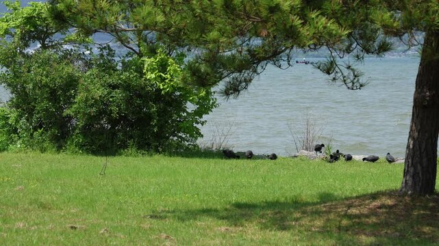 Wild Eurasian coot in natural landscape outdoors
