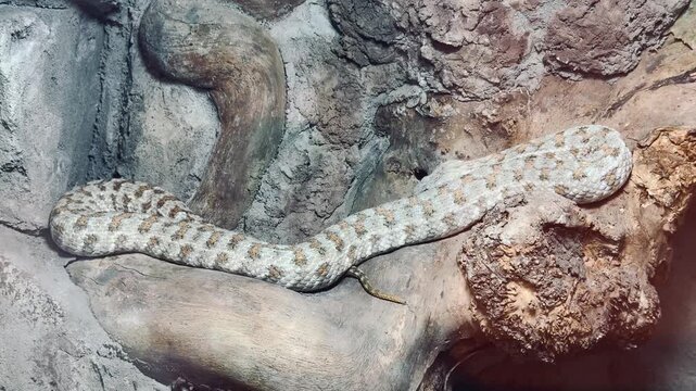 A venomous sand viper lies perfectly camouflaged on a thick wooden branch against a textured stone wall in a controlled habitat.
