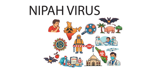 Fototapeta premium nipah virus structure and viral replication