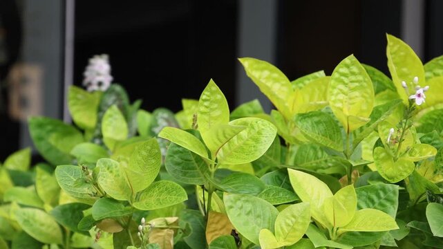 Bright green leaves with subtle yellow highlights. White flowers peek through the dense foliage. Soft focus background suggests a garden or window setting. Natural lighting enhances the leaf texture
