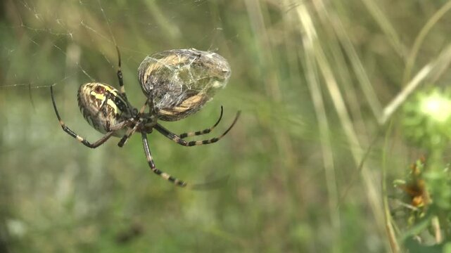 Macro of a lobed argiope spider rapidly spinning silk around a captured grasshopper on its orb web, wrapping the prey into a tight white cocoon