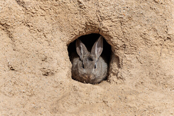 Oryctolagus cuniculus. Common or European rabbit at the entrance to the burrow on a sand slope. © LFRabanedo