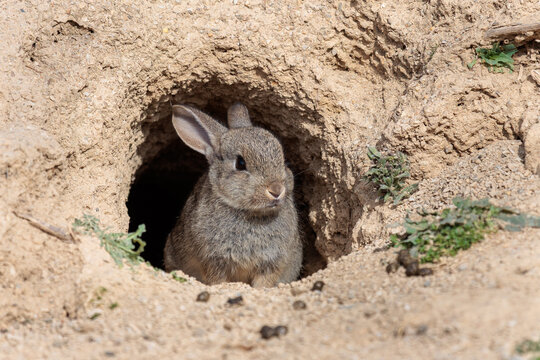 Common or European rabbit's nest at the entrance to the burrow on a sandy slope. Oryctolagus cuniculus.
