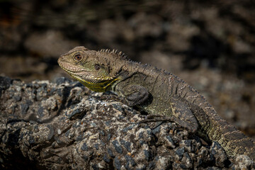 Fototapeta premium Gippsland Water Dragon (Intellagama lesueurii howitti), Yarralumla Equestrian Centre, ACT, October 2025
