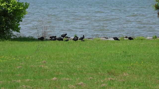 Wild Eurasian coot in natural landscape outdoors
