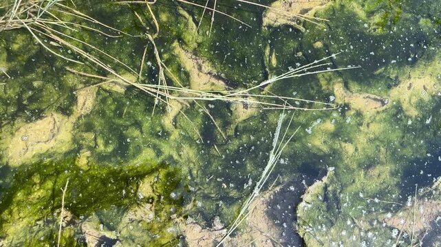 Slow motion top down view of green algae Spirogyra bloom on shallow pond film with oxygen bubbles. Summer eutrophication and freshwater ecology