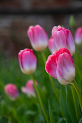 Obraz premium Beautiful pink tulips bloomed in a flower field 