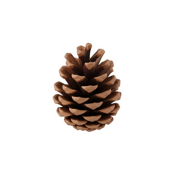 Pine cone on white background with pine tree, seed pod