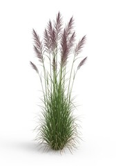 Fototapeta premium Decorative ornamental grass with purple plumes stands isolated against a white background.