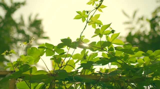 Backlit Grape Vine Leaves in Warm Amber Autumn Light Creating Dreamy Atmosphere