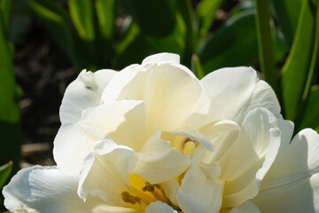 Fototapeta premium Field of White roses 