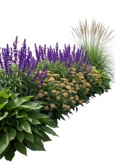 Fototapeta premium Vibrant purple salvia flowers bloom alongside decorative grasses and light tan perennials against a pure white background.