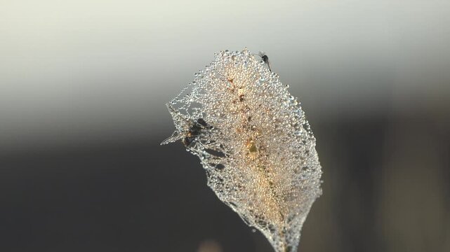 Macro of withered umbel Apiaceae wrapped in spider silk with morning dew and tiny insects in misty sunrise light. Magical fine art autumn nature scene
