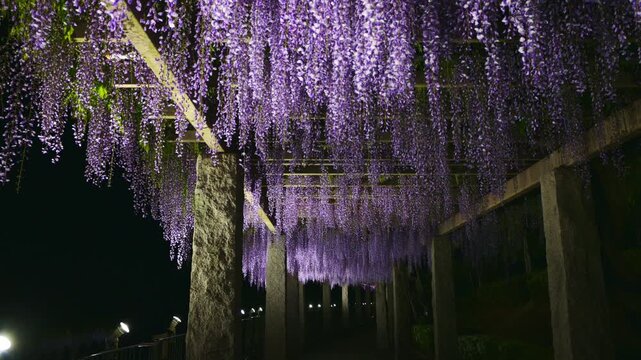 ライトアップされたふじの咲く丘の藤棚
