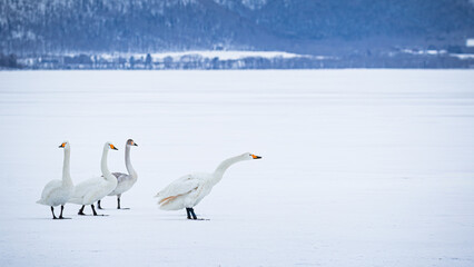 3羽の白鳥 © momarronce