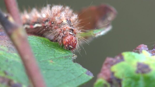 Soft macro of fluffy hairy caterpillar Erebidae with morning dew drops swaying in wind on green leaf. Magical autumn realism and tactile beauty
