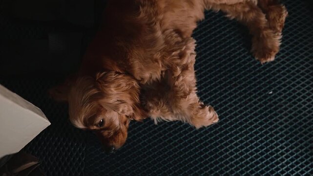 A small dog lies on a blue mat inside a room while people are nearby. The canine appears comfortable, enjoying the indoor environment during the day