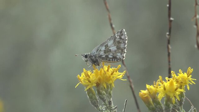Macro scene of skipper butterfly on yellow wildflowers moving gently in summer wind with soft focus and peaceful natural meadow atmosphere
