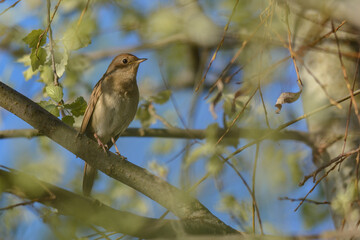 Obraz premium a small brown bird perching on a tree branch against a blue sky.