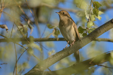 Obraz premium a small brown bird perched on a branch, surrounded by green spring leaves.