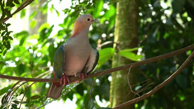 A Green Imperial Pigeon (Ducula aenea) perches on a tree branch amidst the lush forest environment, close up shot.