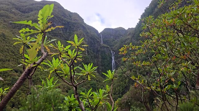 Risco Waterfall In Madeira Flowing Down Steep Green Cliffs With Lush Laurisilva Forest, Fresh Mountain Water, And Dramatic Vertical Cascade Creating Scenic And Atmospheric Nature Travel Footage