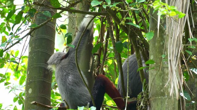A Red shanked douc langur rests on a tree branch amidst the lush environment, close up shot.