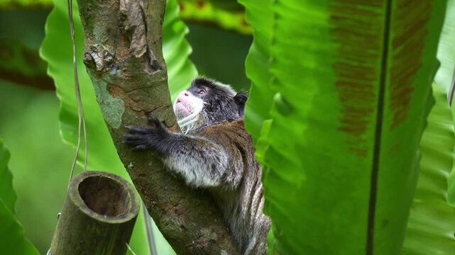 An Emperor tamarin monkey (Saguinus imperator) clings on the tree limb, and agilely leaps away, close up shot.