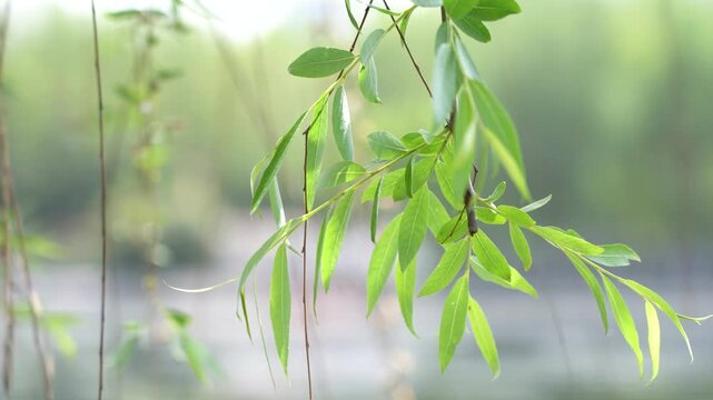 4K early summer willow bud empty lens artistic conception real shot video