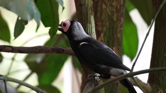 A Coleto (Sarcops calvus) perches on a tree branch, looking around the surroundings, close up shot.