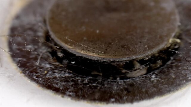 Gross unhygienic clogged metallic drain with hair and soap scum