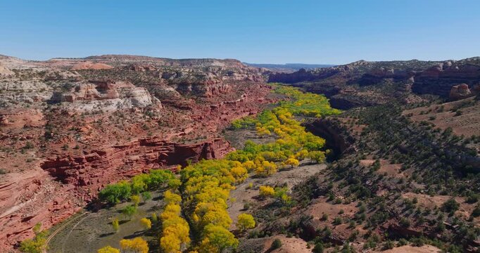 Escalante canyon filled with golden autumn cottonwood trees and red cliffs, drone background, tracking right