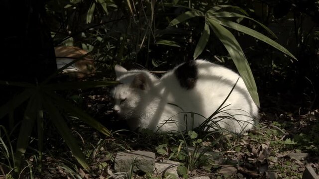 White Cat Resting in Shade with Orange Companion 2