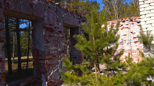 Destroyed and abandoned brick building ruins with no roof, where small pine trees are growing inside, representing nature's reclaiming power over man made structures on a sunny day