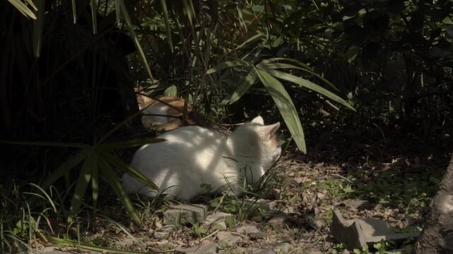 White Cat Resting in Shade with Orange Companion 1