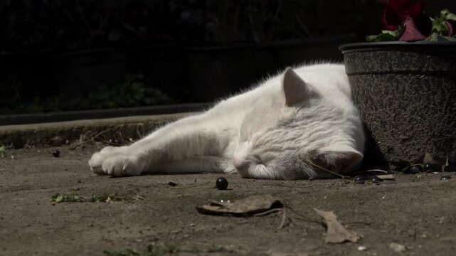 White Cat Napping Peacefully on Concrete Next to Flower Vases
