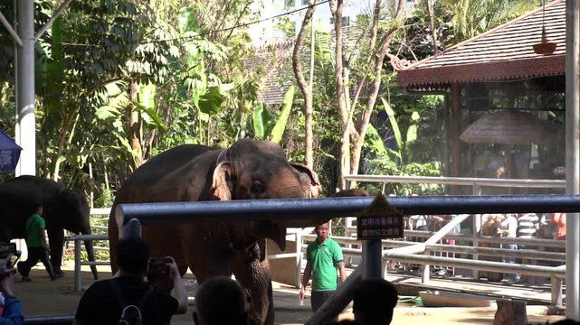 4K elephant frolicking nose spraying water real shot video