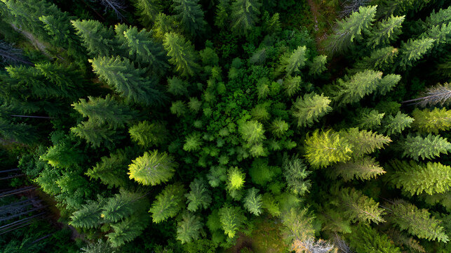 Aerial view of a dense pine forest with vivid green foliage. Nature background with lush trees, top down perspective showcasing natural beauty and wilderness.
