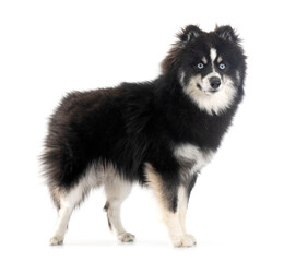 Pomsky in studio © cynoclub