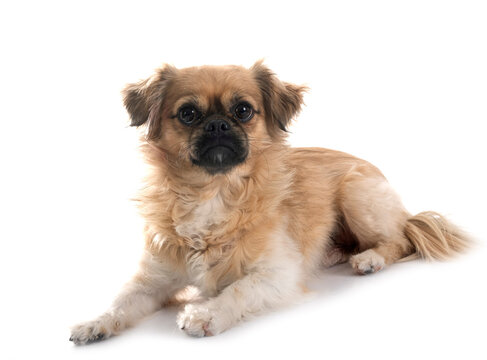 Tibetan spaniel in studio