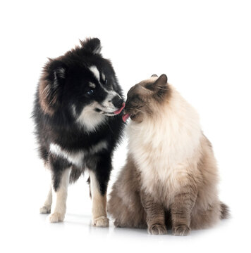 siberian cat and pomsky in studio