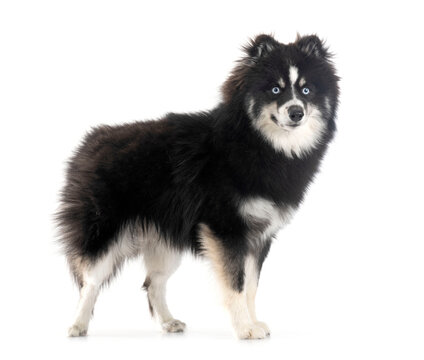 Pomsky in studio