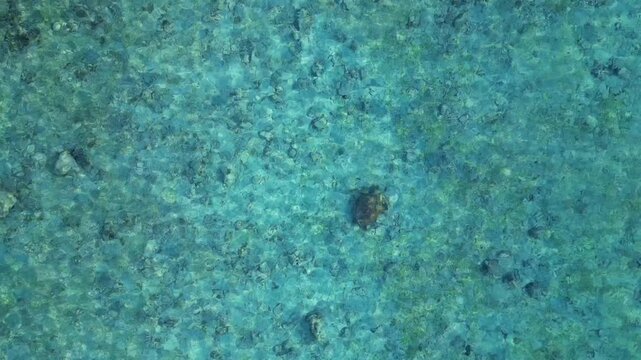 Two sea turtles swimming in clear shallow ocean water. Magic aerial view drone
