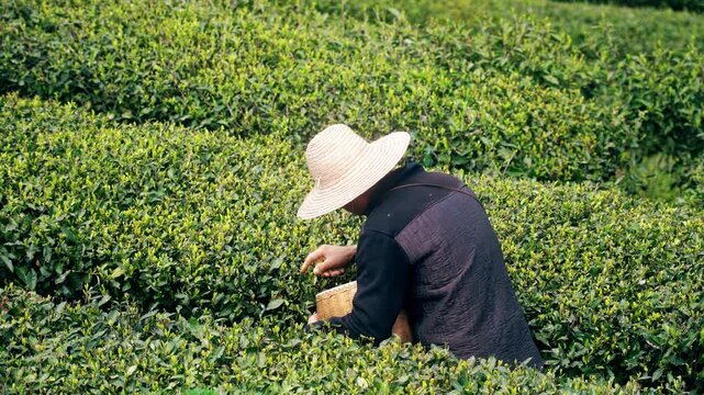 4K spring farmer uncle picking spring tea morning tea real shot video