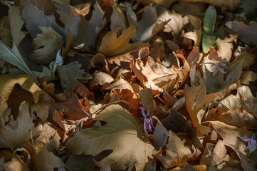 Dry platanus leaves illuminated by sunlight on branch © Михаил Шорохов